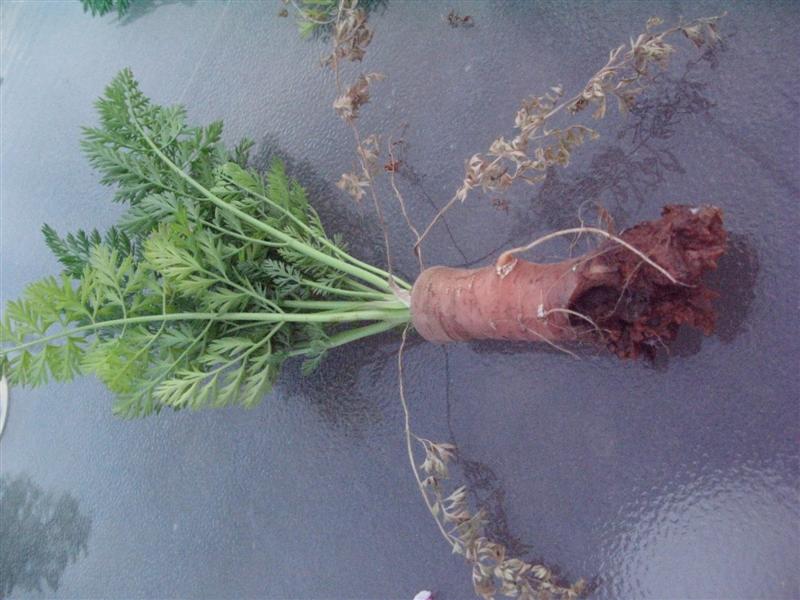 IMG_1422 (Medium).JPG