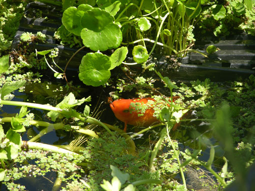Goldfish-in-Water-Cress-945.jpg