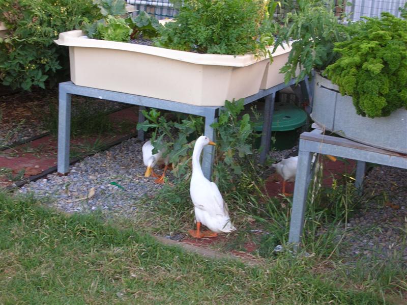 DSCN1609 (Medium).JPG