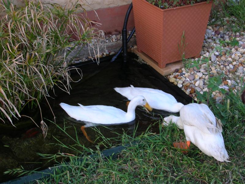 DSCN1614 (Medium).JPG