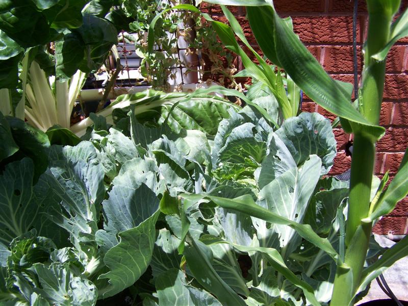 100_3793 (Medium).JPG