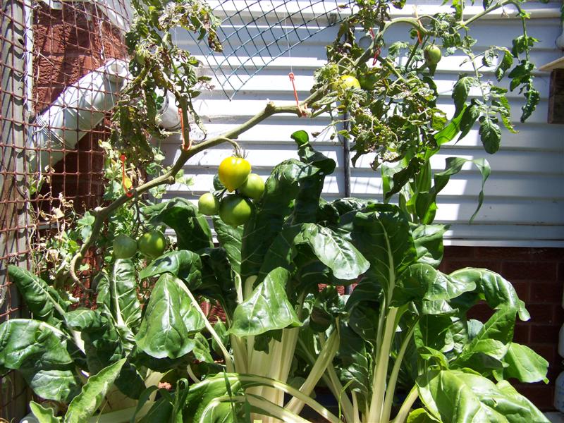 100_3794 (Medium).JPG