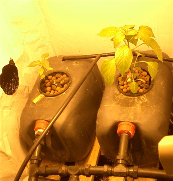 ChilliCapsicumexperiment (Medium).JPG