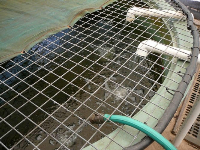 Aquaponics  2009 002.jpg