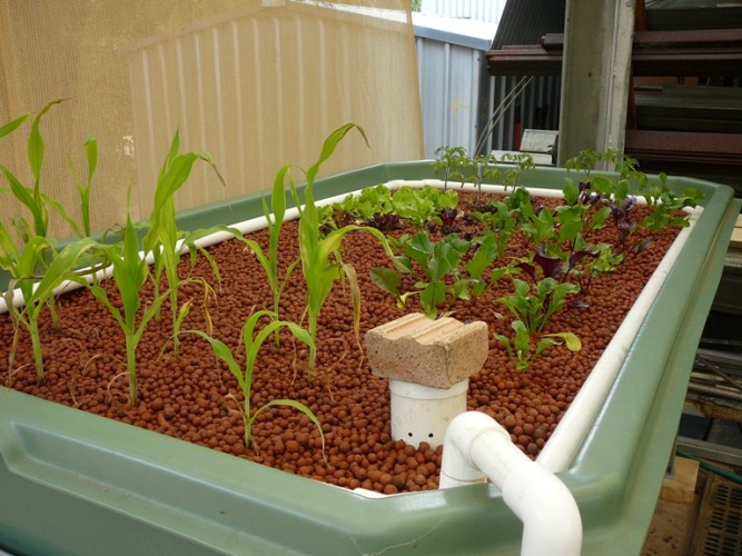 Aquaponics  2009 003.jpg