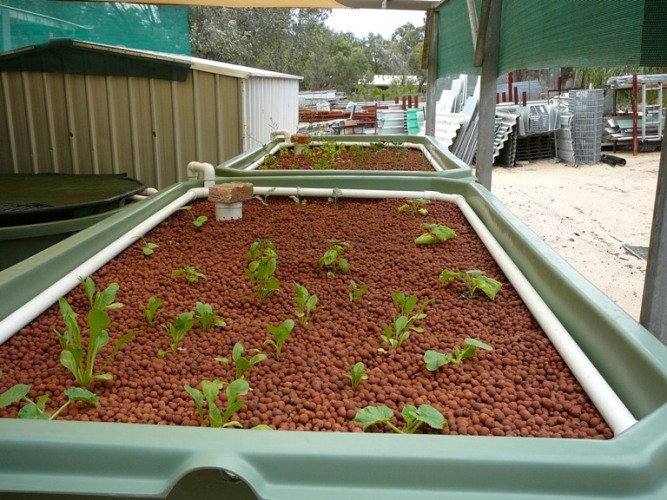 Aquaponics  2009 004.jpg