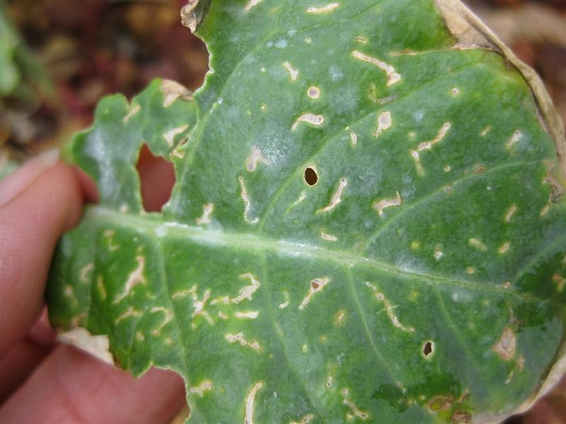 IMG_0906 (Medium).JPG