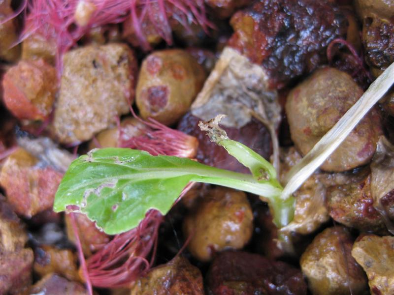 IMG_0909 (Medium).JPG