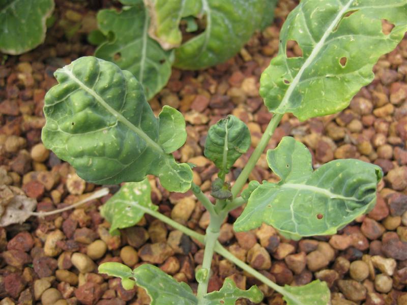 IMG_0926 (Medium).JPG