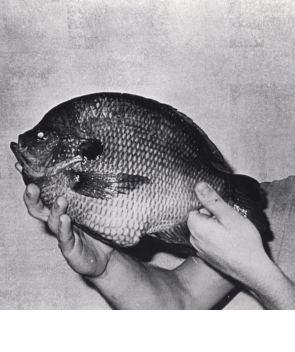 big bluegill.jpg