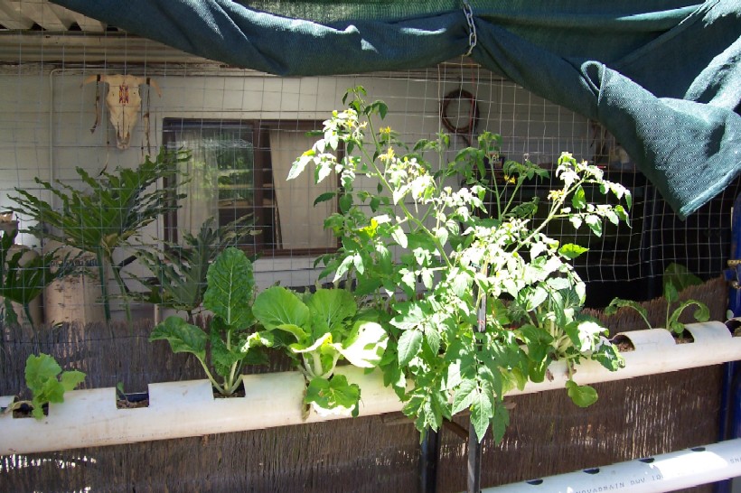 aquaponics 121.jpg