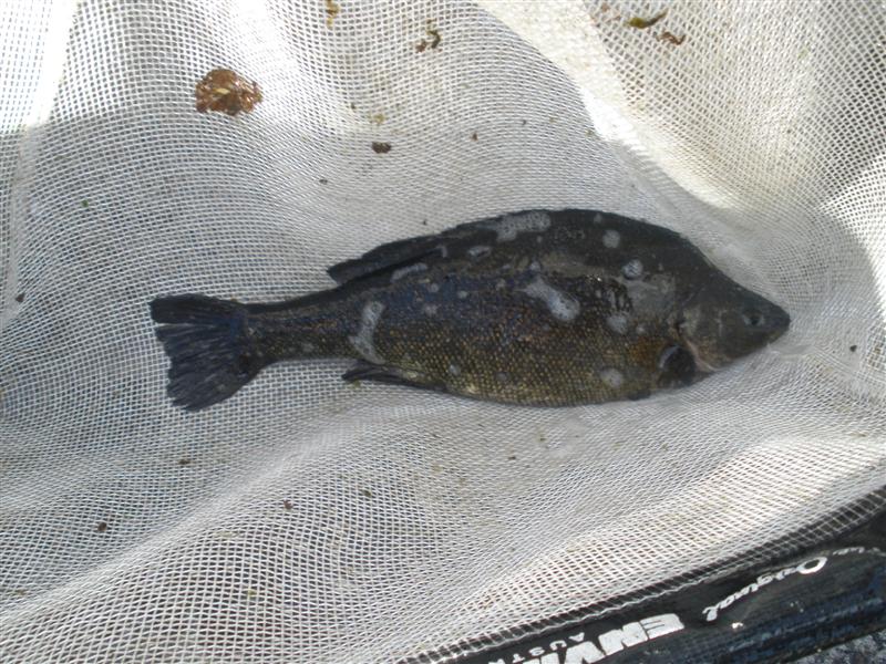 PA170121 (Medium).JPG