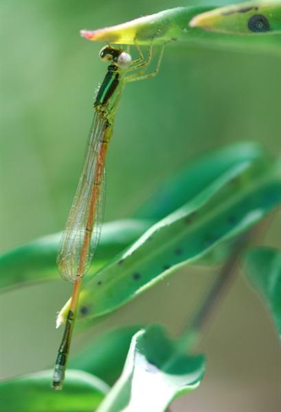 DSC_0888 medium (Medium).JPG