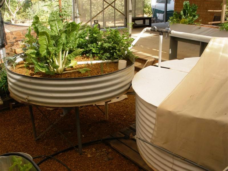 future marron tank.JPG