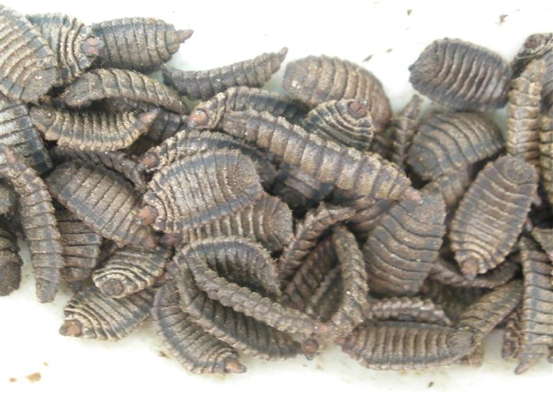 PC010264 (Medium).JPG