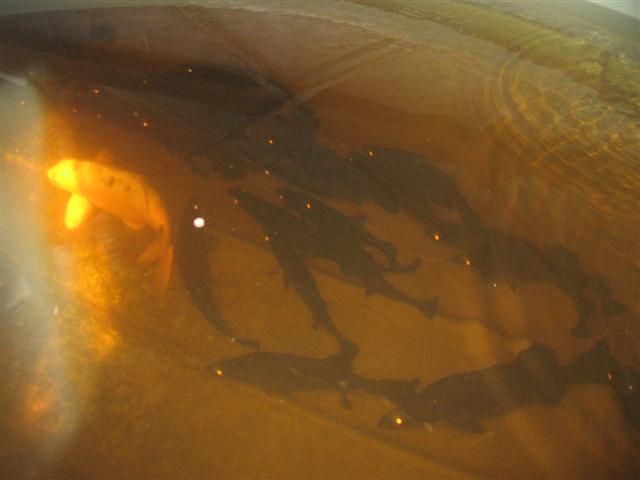 system up date 02.12.09 001 (Small).jpg