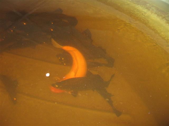 system up date 02.12.09 003 (Small).jpg