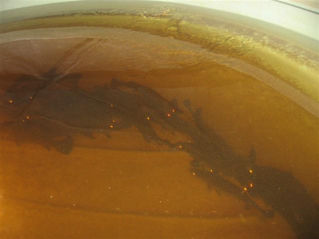 system up date 02.12.09 005 (Small).jpg