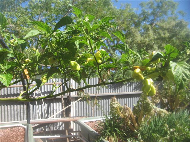 system up date 02.12.09 010 (Small).jpg