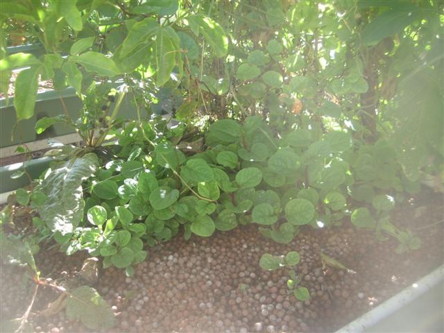 system up date 02.12.09 008 (Small).jpg