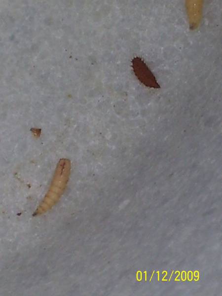 Maggots-BSF-02.JPG