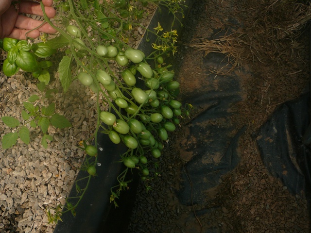 system pics 3.112.09 007.jpg