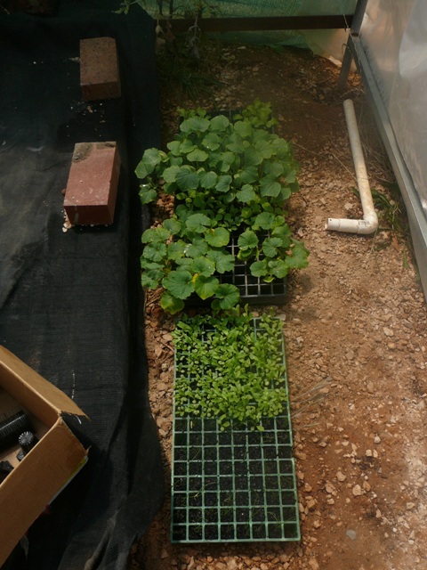 system pics 3.112.09 013.jpg