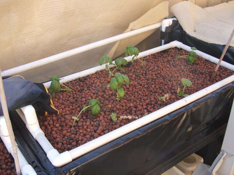 Basil & Zuchini 03_12_09.jpg