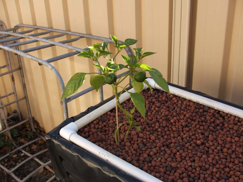 Capsicum 03_12_09.jpg