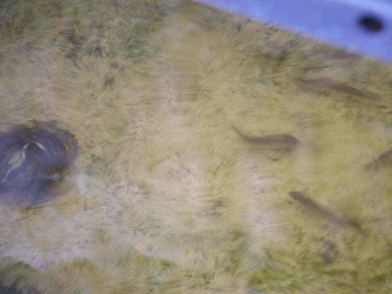 Silvers 03_12_09.jpg