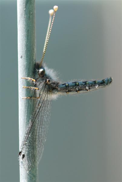 Robber fly (Medium).JPG