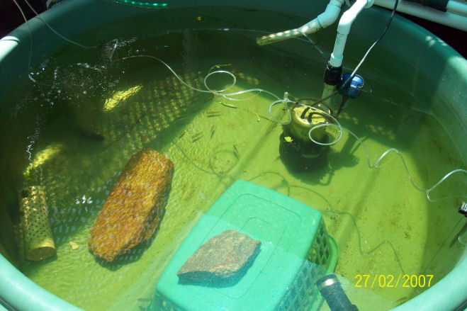 5 Dec 09 silver perch tank.jpg