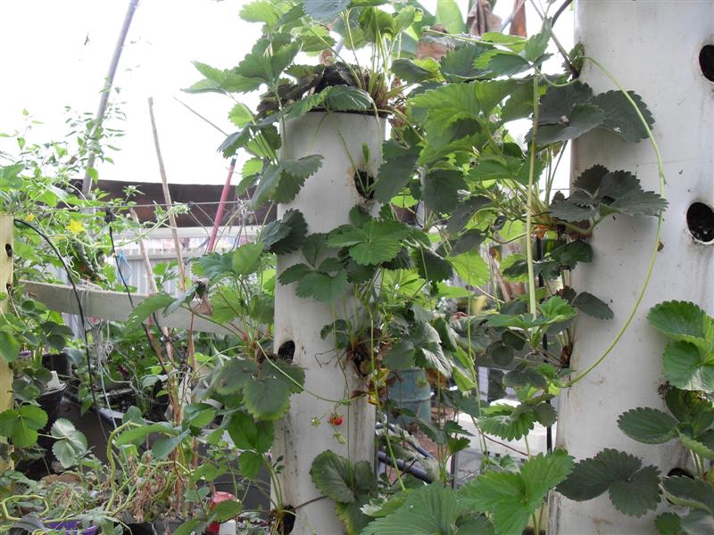 strawberry towers.JPG