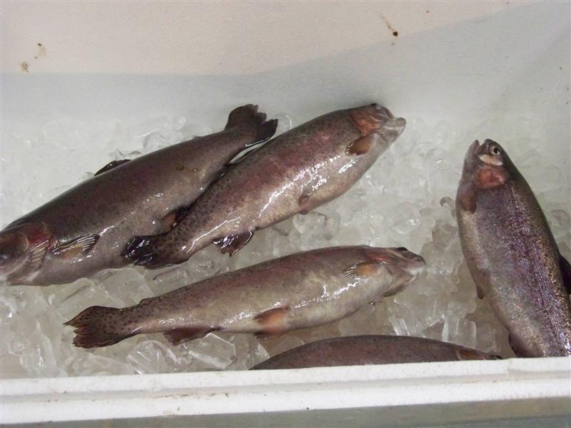 100_3955 (Medium).JPG