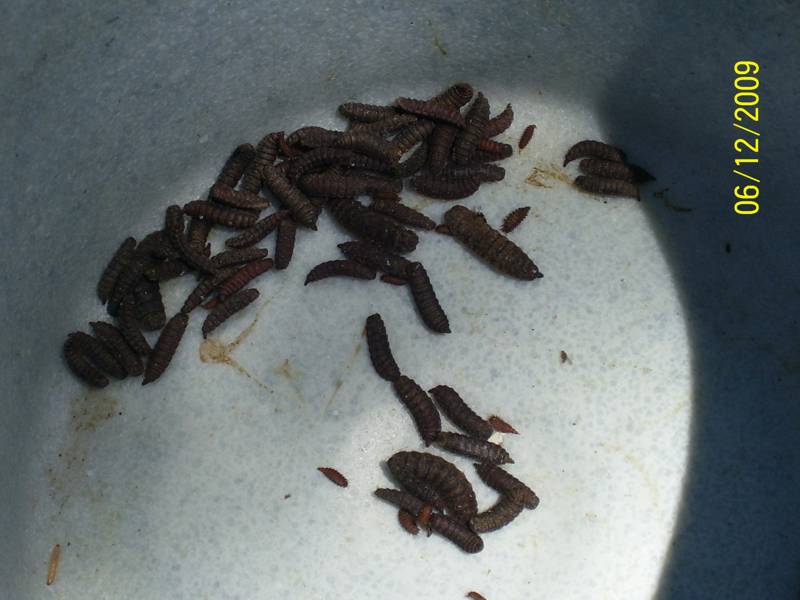 BSF-Dec-2009 005.jpg