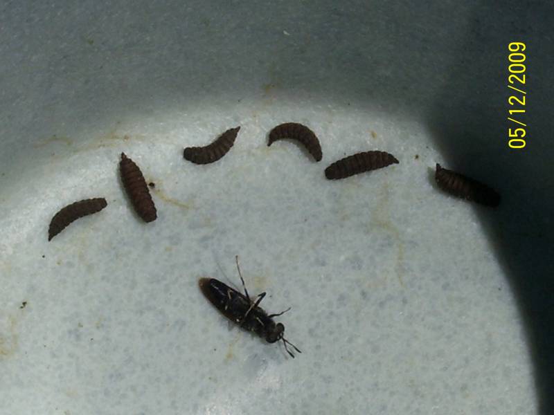 BSF-Dec-2009 001.jpg