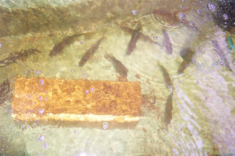 redfin looking for a feed (Medium).JPG