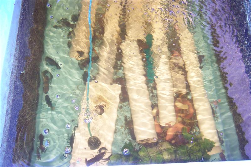 yabbies doing great (Medium).JPG