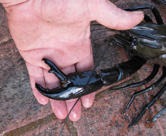 trout and marron 020.JPG