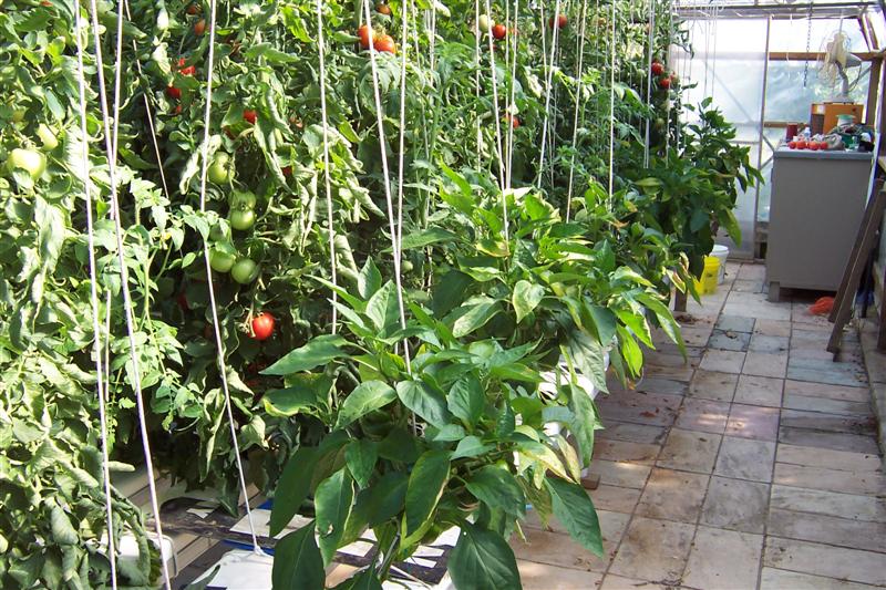 Hydro toms & peppers (Medium).JPG