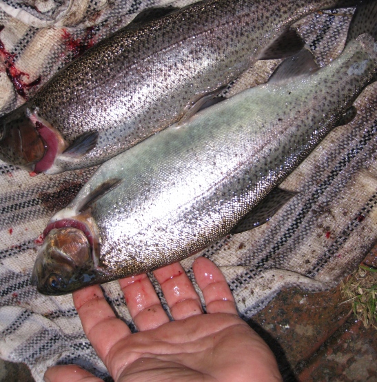 trout and marron 021.JPG