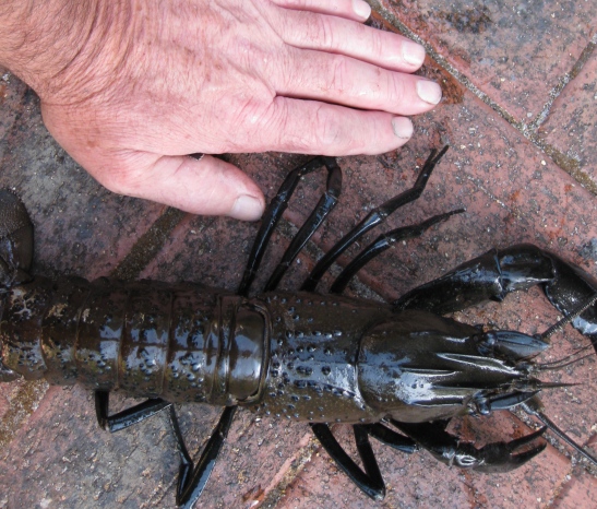 trout and marron 019.JPG