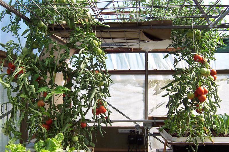 ap toms (Medium).JPG