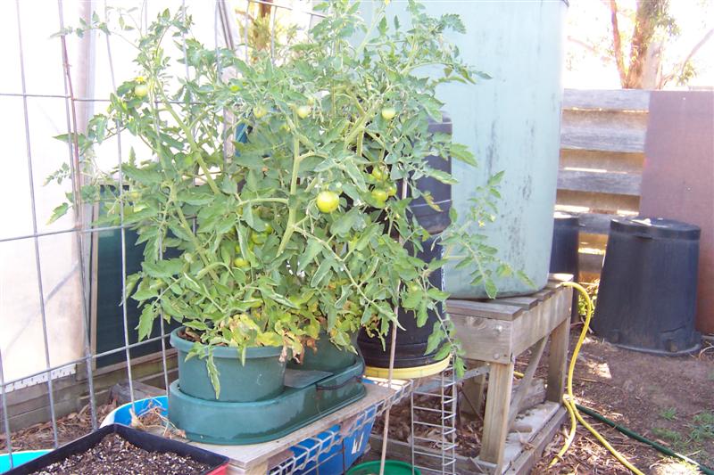 hydro toms in auto pot (Medium).JPG