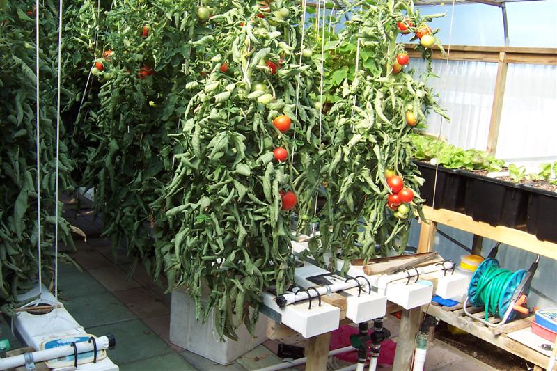 hydro toms (Medium).JPG