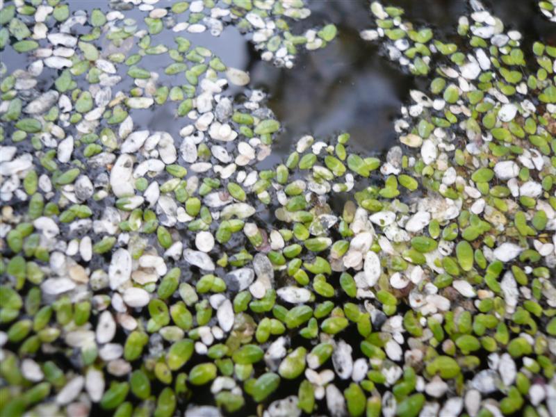 Duckweed Dec 15 2009 023 (Medium).jpg