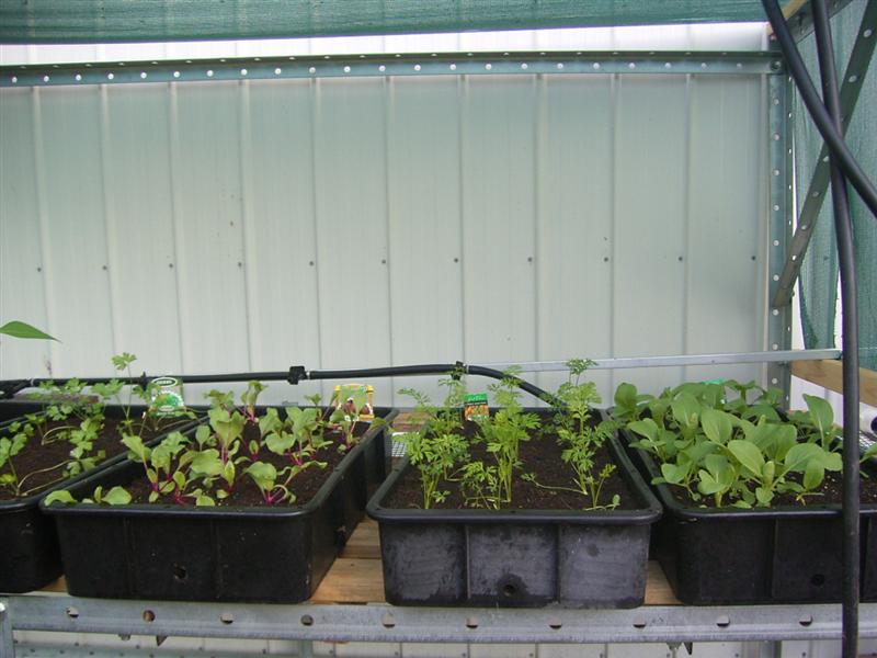 Growing Platform - 24 Jan 07 004 (Medium).jpg