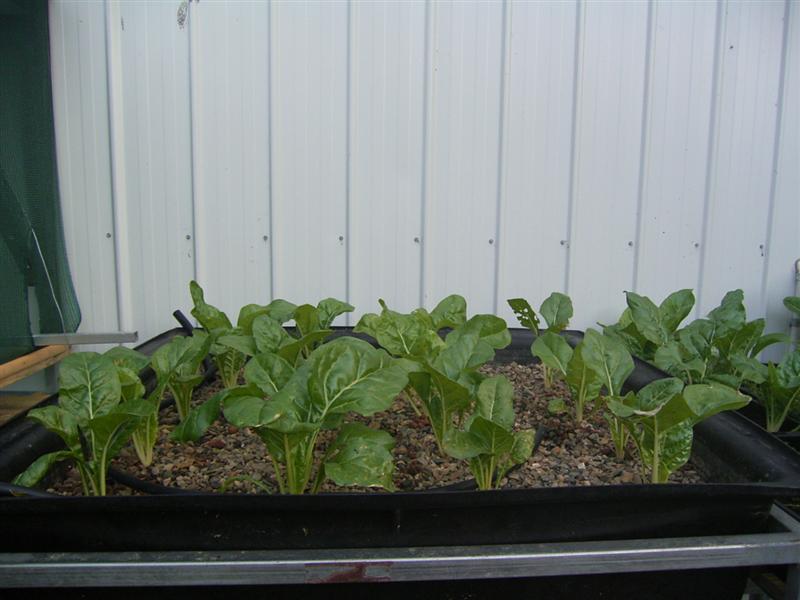 Growing Platform - 24 Jan 07 003 (Medium).jpg