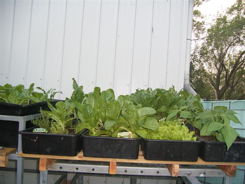 Growing Platform - 26 Jan 07 001 (Medium).jpg