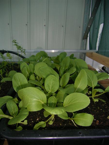 Growing Platform - 26 Jan 07 003 (Medium).jpg